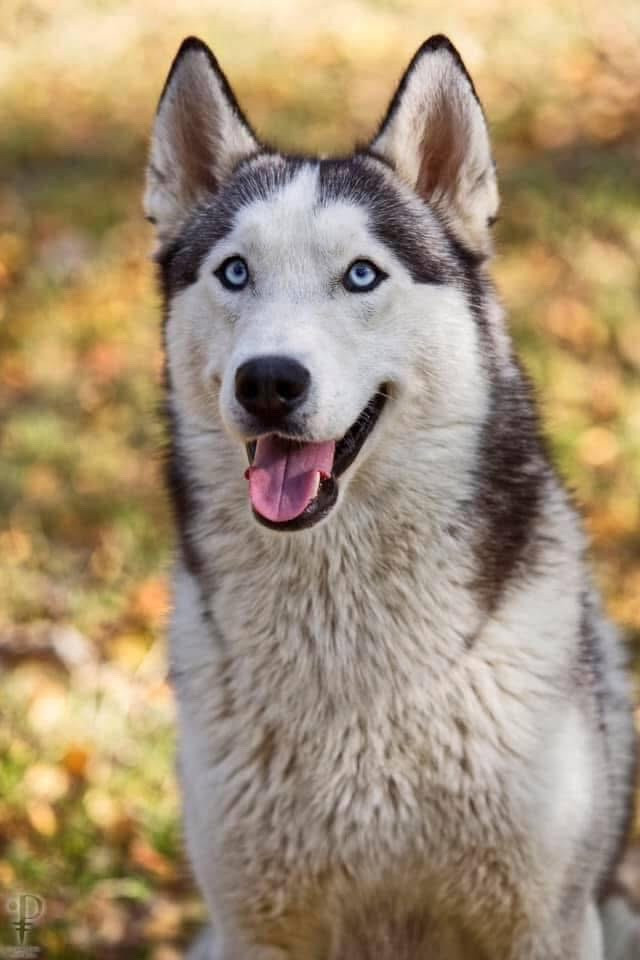 N Snow Dog New Life For Idylle