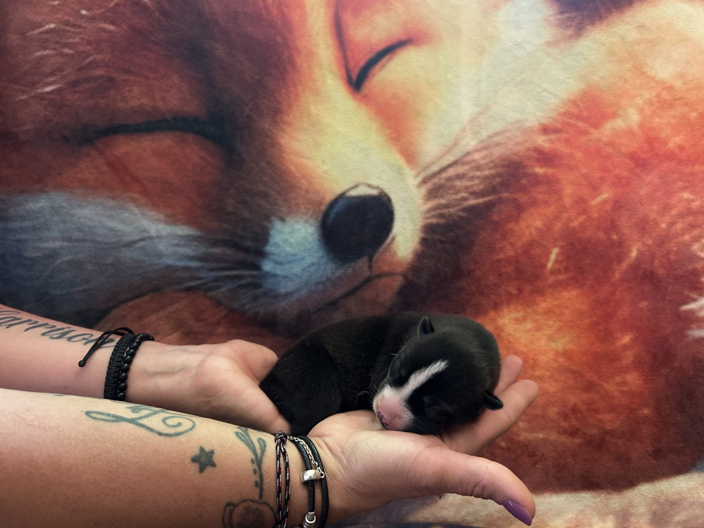 New Life For Idylle - Chiots disponibles - Siberian Husky