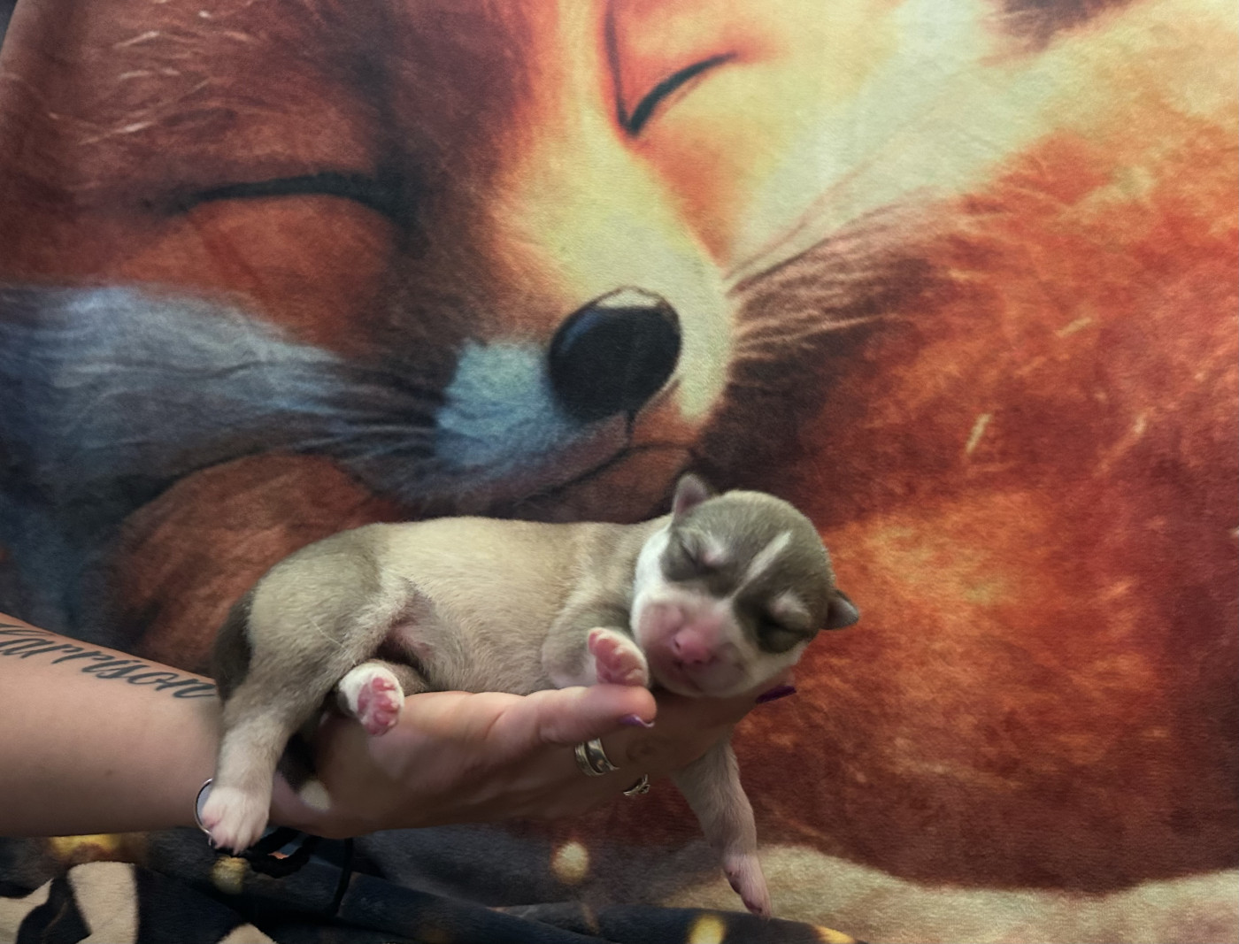 New Life For Idylle - Chiots disponibles - Siberian Husky